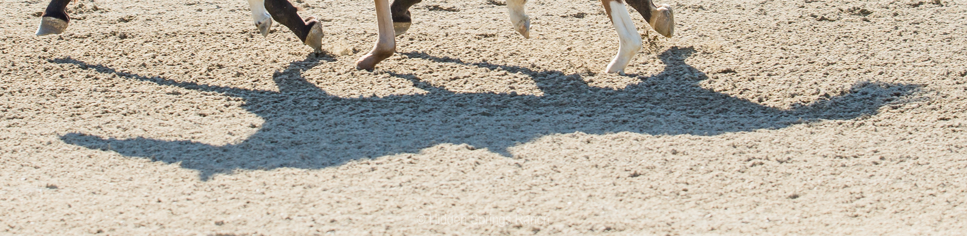 trotting horse shadow